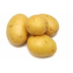 Chou Pommé Frisé