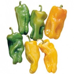 Aubergines