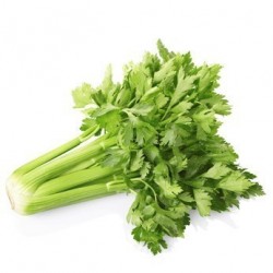 Origan