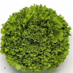 Salade batavia blonde