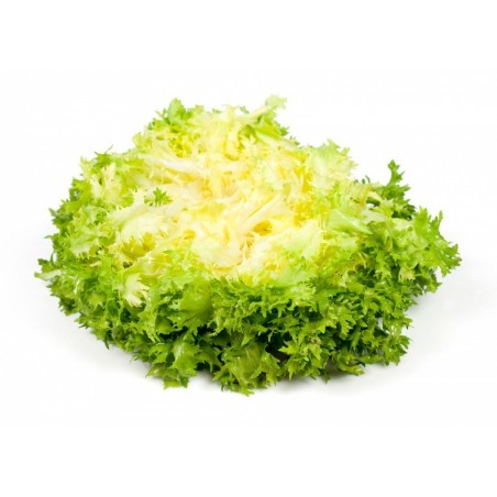 Salade feuille de ch-egrave-ne  rouge
