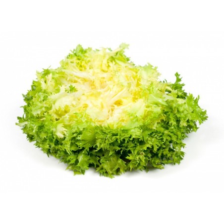 Salade feuille de chène blonde