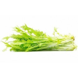 Chou Mizuna  Vert