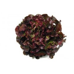 Salade feuille de ch-egrave-ne  rouge